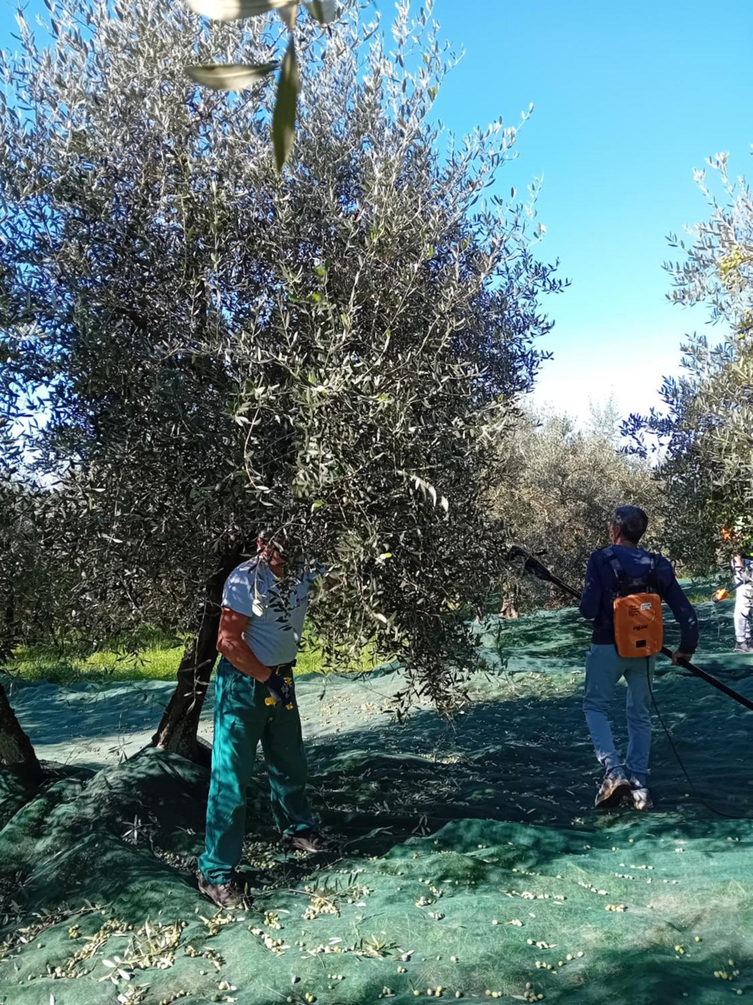 Agriturismo Circugnano Grassina Kültér fotó