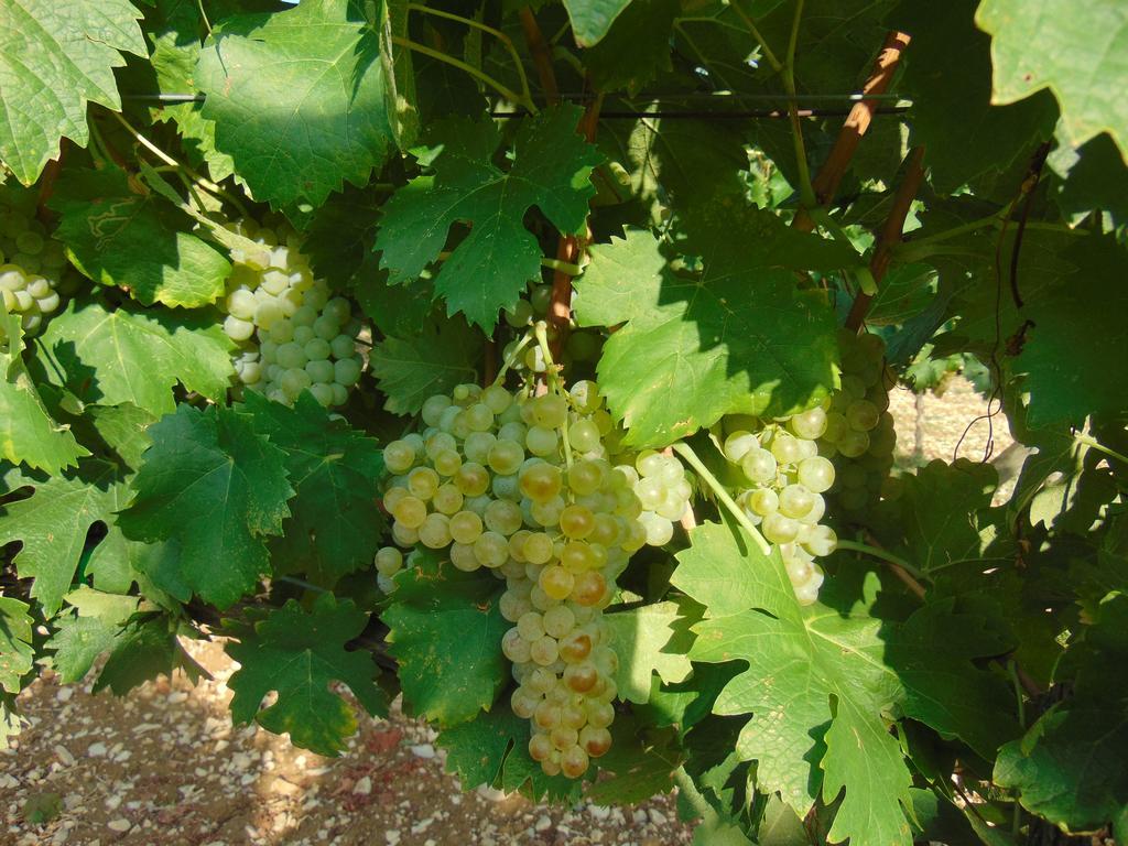 Agriturismo Circugnano Grassina Szoba fotó