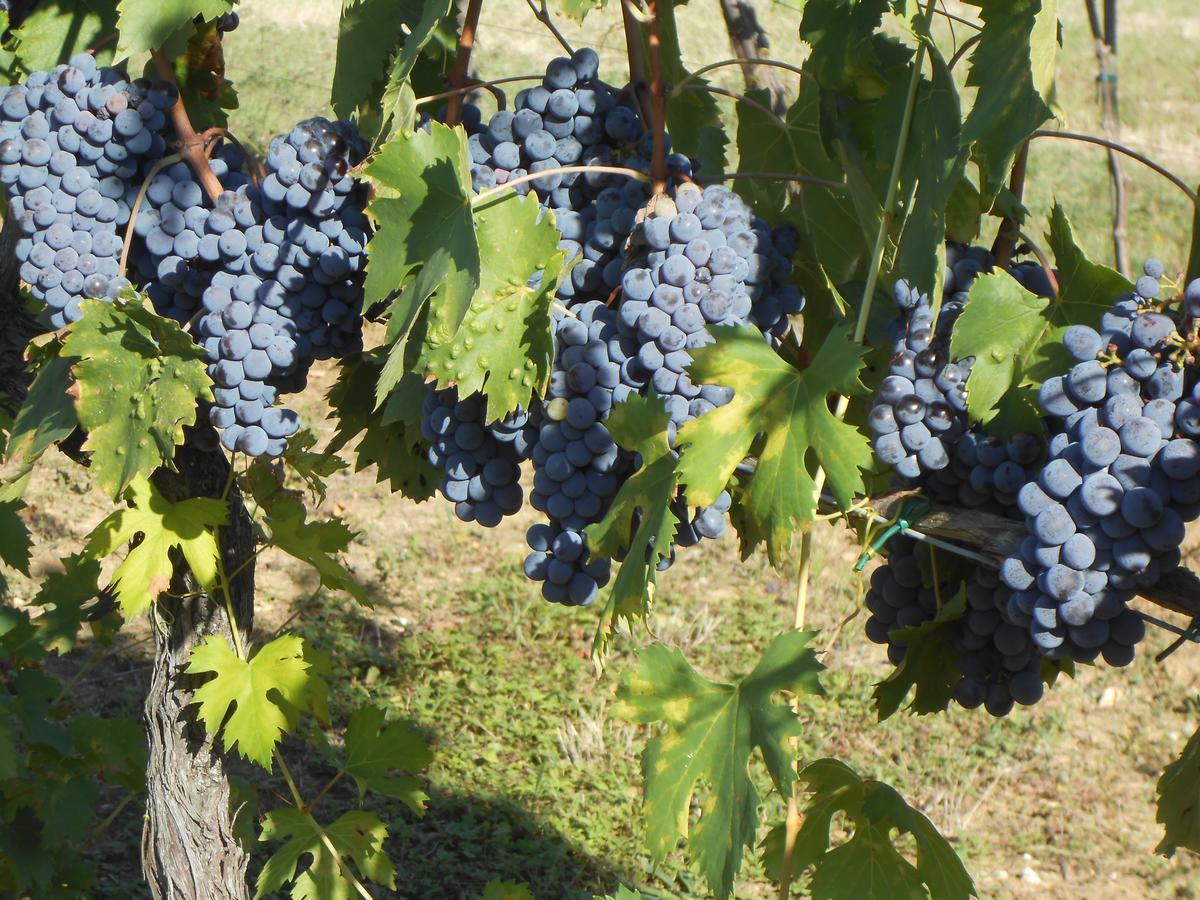 Agriturismo Circugnano Grassina Kültér fotó
