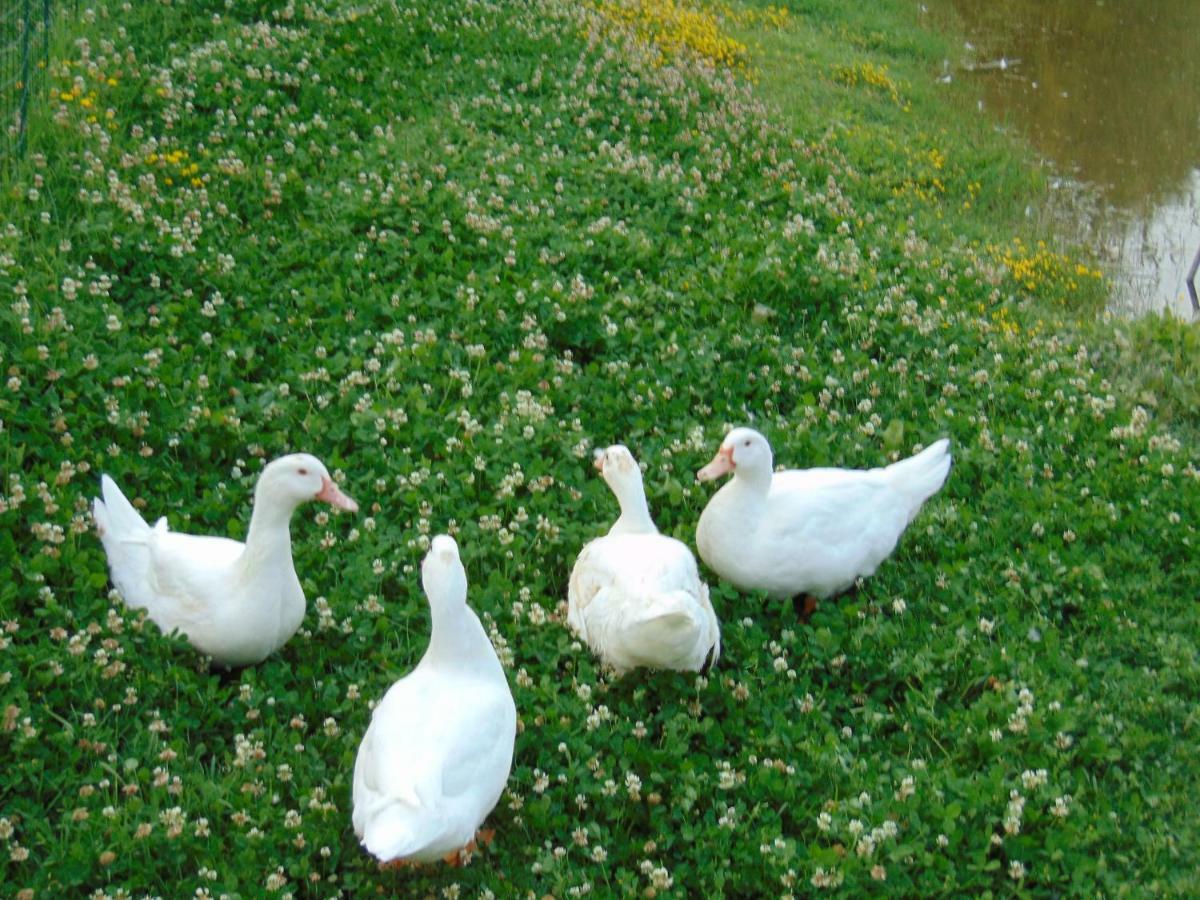 Agriturismo Circugnano Grassina Kültér fotó